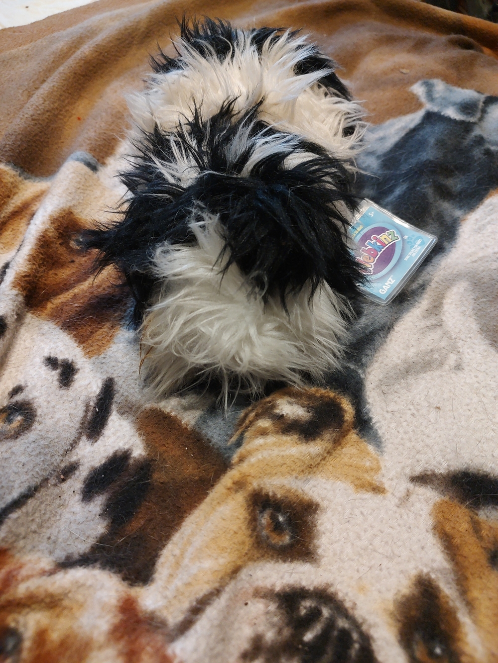 Rare Webkinz Cookies and Cream Guinea Pig